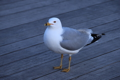 Larus delawarensis