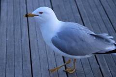 Larus delawarensis