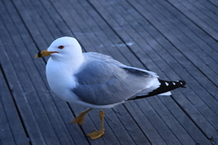 Larus delawarensis