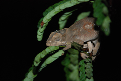 Furcifer verrucosus