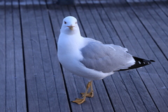 Larus delawarensis