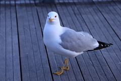 Larus delawarensis