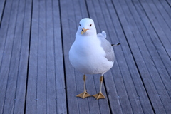 Larus delawarensis