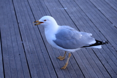 Larus delawarensis