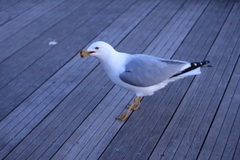 Larus delawarensis