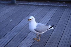 Larus delawarensis