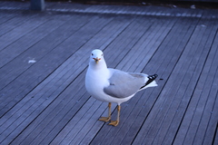Larus delawarensis