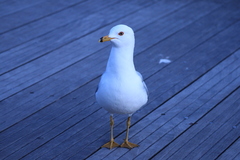 Larus delawarensis