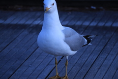 Larus delawarensis