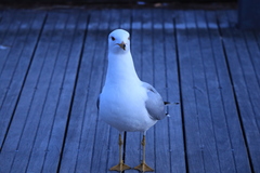 Larus delawarensis