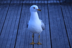 Larus delawarensis