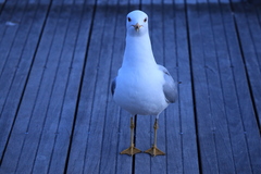Larus delawarensis