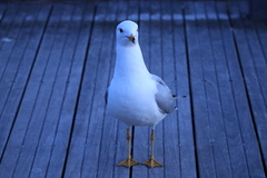 Larus delawarensis