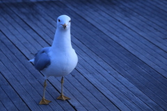 Larus delawarensis