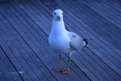 Larus delawarensis