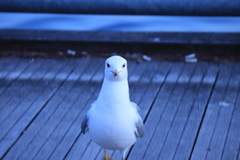 Larus delawarensis