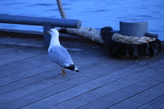 Larus delawarensis