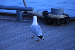 Larus delawarensis