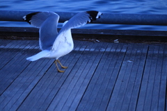 Larus delawarensis