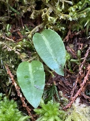 Platanthera brevicalcarata