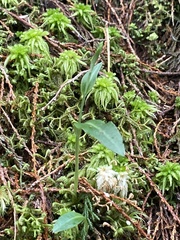 Platanthera brevicalcarata