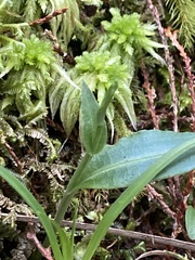 Platanthera brevicalcarata