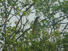Toxostoma longirostre