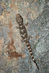 Hemidactylus mercatorius
