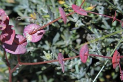 Lepidium perfoliatum