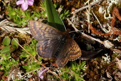 Boloria improba