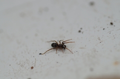 Phrurolithus festivus
