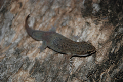 Geckolepis typica