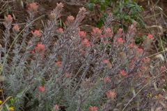 Castilleja affinis