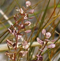 Lepidium perfoliatum