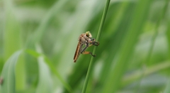 Cophinopoda