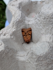 Diarsia mendica