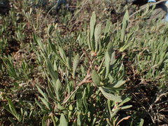 Limoniastrum monopetalum