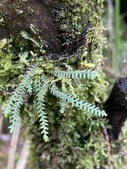 Micropolypodium okuboi