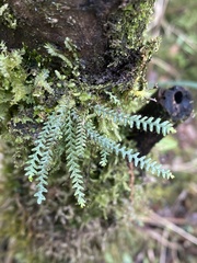 Micropolypodium okuboi