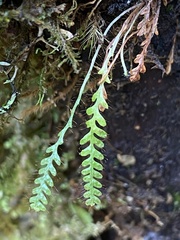 Micropolypodium okuboi