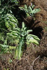 Kalanchoe laetivirens