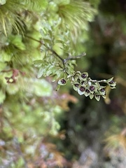 Hymenophyllum paniculiflorum