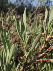 Limoniastrum monopetalum