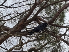 Corvus corax