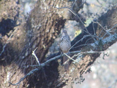Toxostoma longirostre