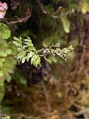 Hymenophyllum paniculiflorum