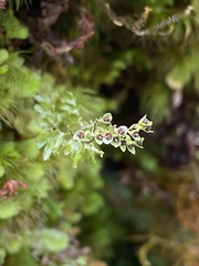 Hymenophyllum paniculiflorum