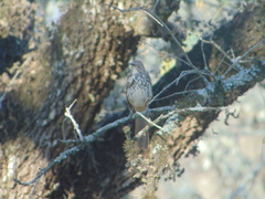 Toxostoma longirostre