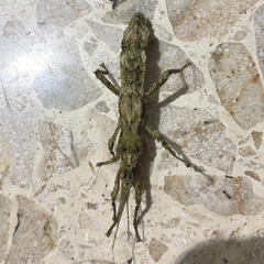 Hesperophasma