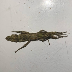 Hesperophasma